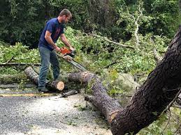 Best Palm Tree Trimming  in Dunwoody, GA