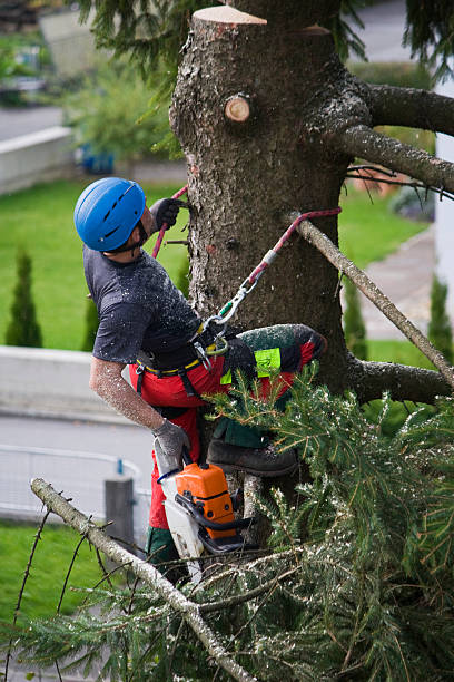 Best Arborist Consultation Services  in Dunwoody, GA