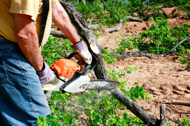 Reliable Dunwoody, GA Tree Removal Solutions